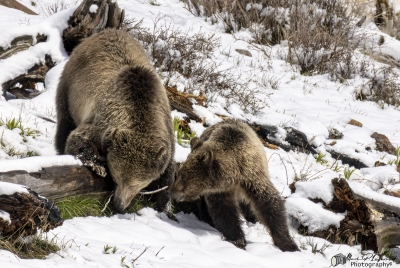 Snow and Cub May 2025